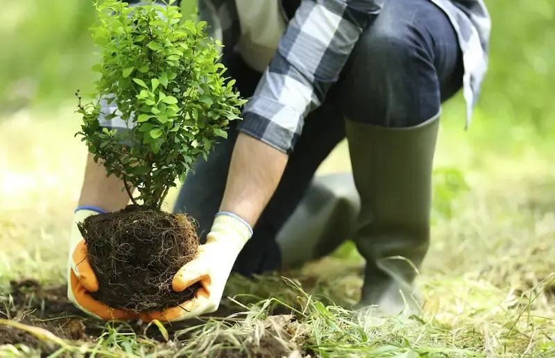 Our Carbon Offset Initiative